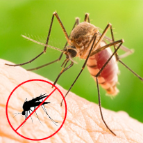 PPSurya Pest Control Services near you